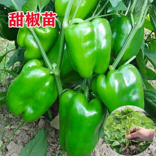 寿光甜椒苗绿方圆椒灯笼辣椒苗秧秧子高产四季春秋阳台盆栽蔬菜苗