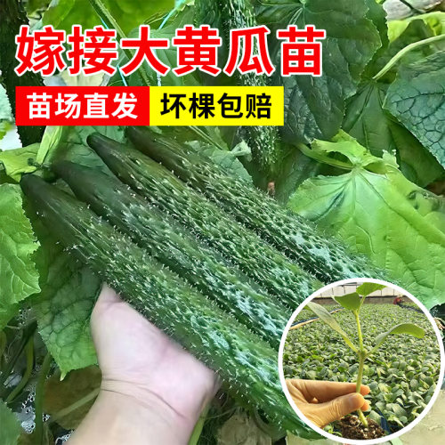 绿心黄瓜秧苗寿光直发