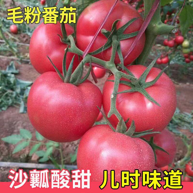 正宗大粉普罗旺斯西红柿苗秧大果嫁接番茄秧苗老品种山东寿光带土