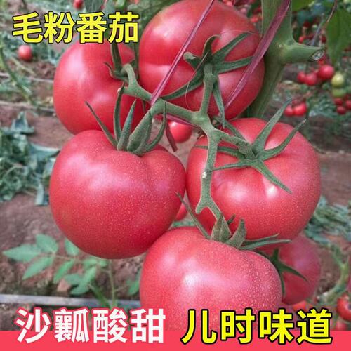正宗大粉普罗旺斯西红柿苗秧大果嫁接番茄秧苗老品种山东寿光带土