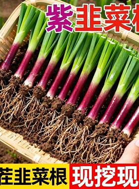 现挖宽叶紫红根韭菜苗韭菜根苗四季农家盆栽好养易活阳台蔬菜苗