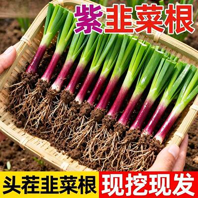 现挖宽叶紫红根韭菜苗韭菜根苗四季农家盆栽好养易活阳台蔬菜苗