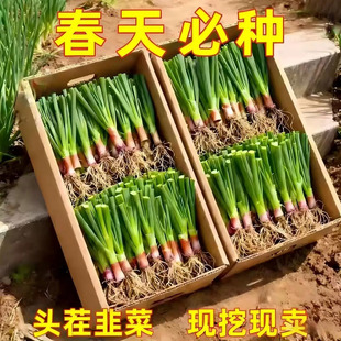 山东寿光韭菜根苗紫根四季带土红根大宽叶带根老品种韭苗现挖批发