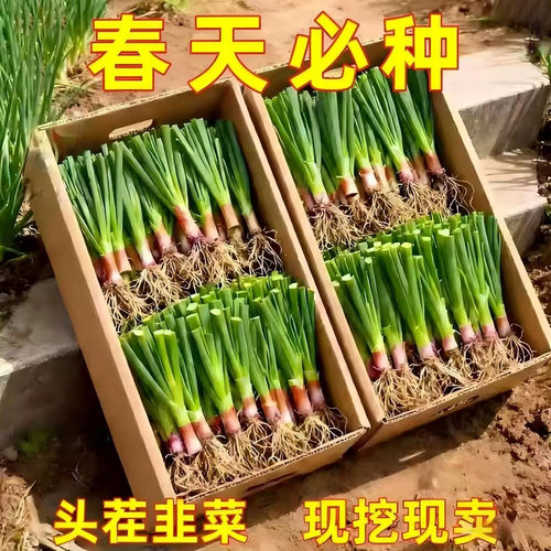 山东寿光韭菜根苗紫根四季带土红根大宽叶带根老品种韭苗现挖批发