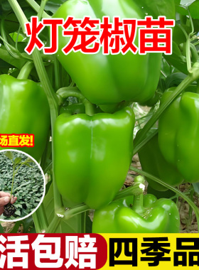 灯笼椒苗青椒不辣的菜椒辣椒苗薄皮山东寿光秧苗带土高产四季盆栽