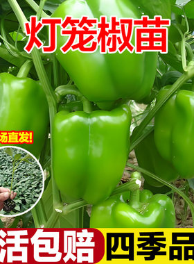 灯笼椒苗青椒不辣的菜椒辣椒苗薄皮山东寿光秧苗带土高产四季盆栽