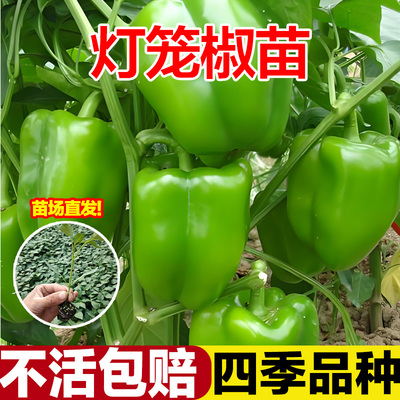 灯笼椒苗青椒不辣的菜椒辣椒苗薄皮山东寿光秧苗带土高产四季盆栽