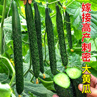 嫁接黄瓜秧苗带土高产老品种绿心黄瓜蔬菜秧苗旱地水果黄瓜寿光发