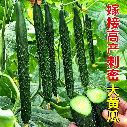 嫁接绿心黄瓜秧苗寿光直发