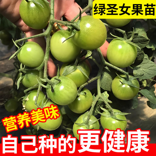 青甜2号小番茄苗千禧圣女果秧苗阳台种植超甜水果苗秧西红柿盆栽