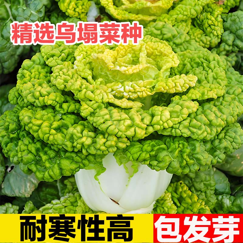 黄心乌菜种种子乌塌菜雪里金花高钙保健养心蔬菜种籽四季易种耐寒