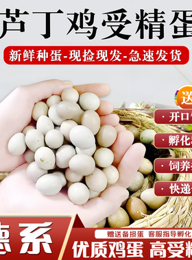 芦丁鸡受精蛋可孵化白色黑白礼服家用精品的幼鸡蛋迷你观赏卢丁鸡