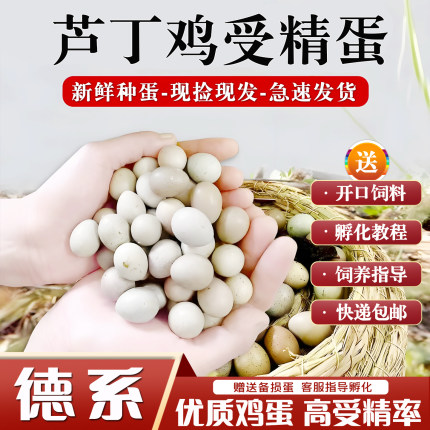 芦丁鸡受精蛋可孵化种蛋白色黑白礼服家用精品的幼鸡蛋迷你卢丁鸡