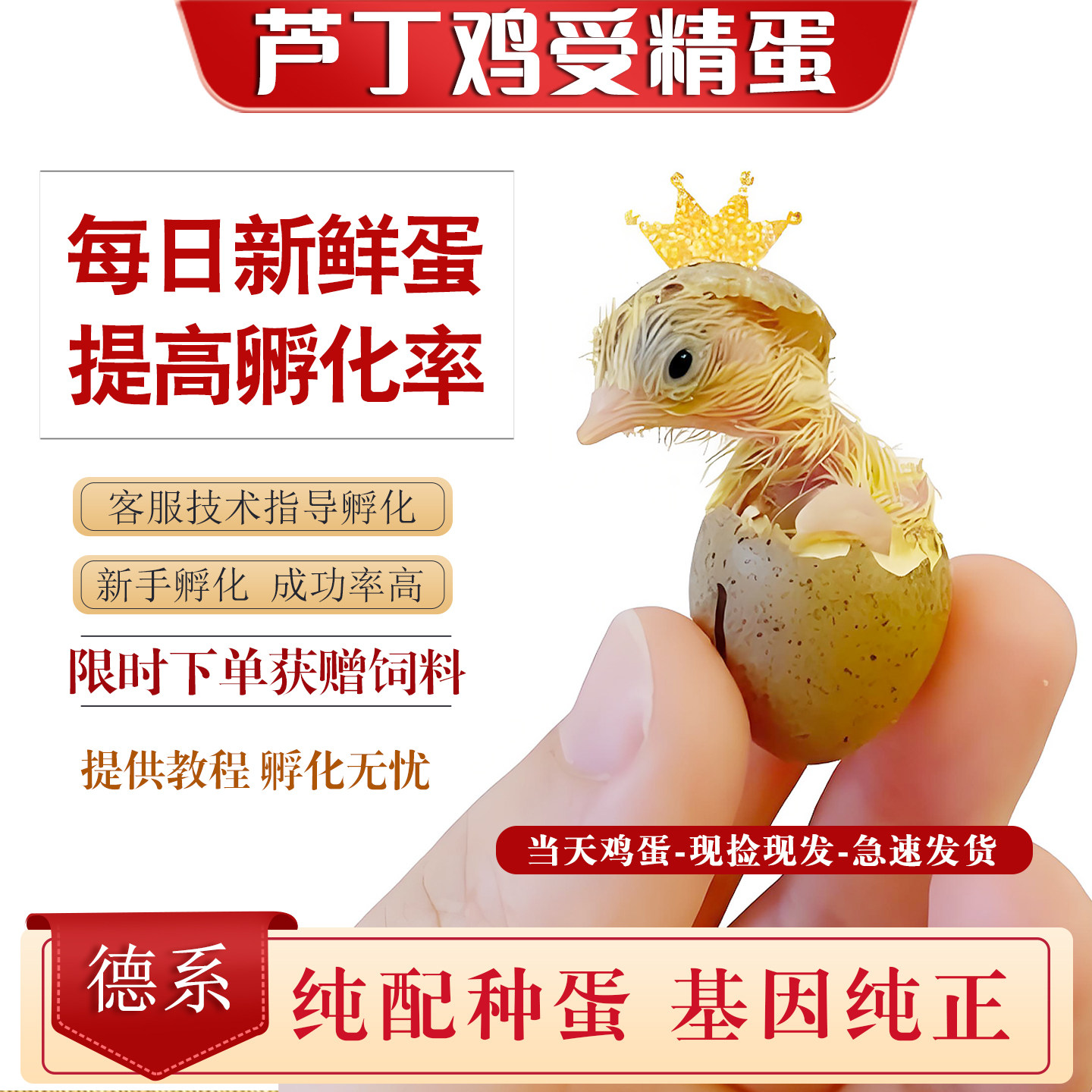 芦丁鸡受精蛋可孵化纯配礼服孵化