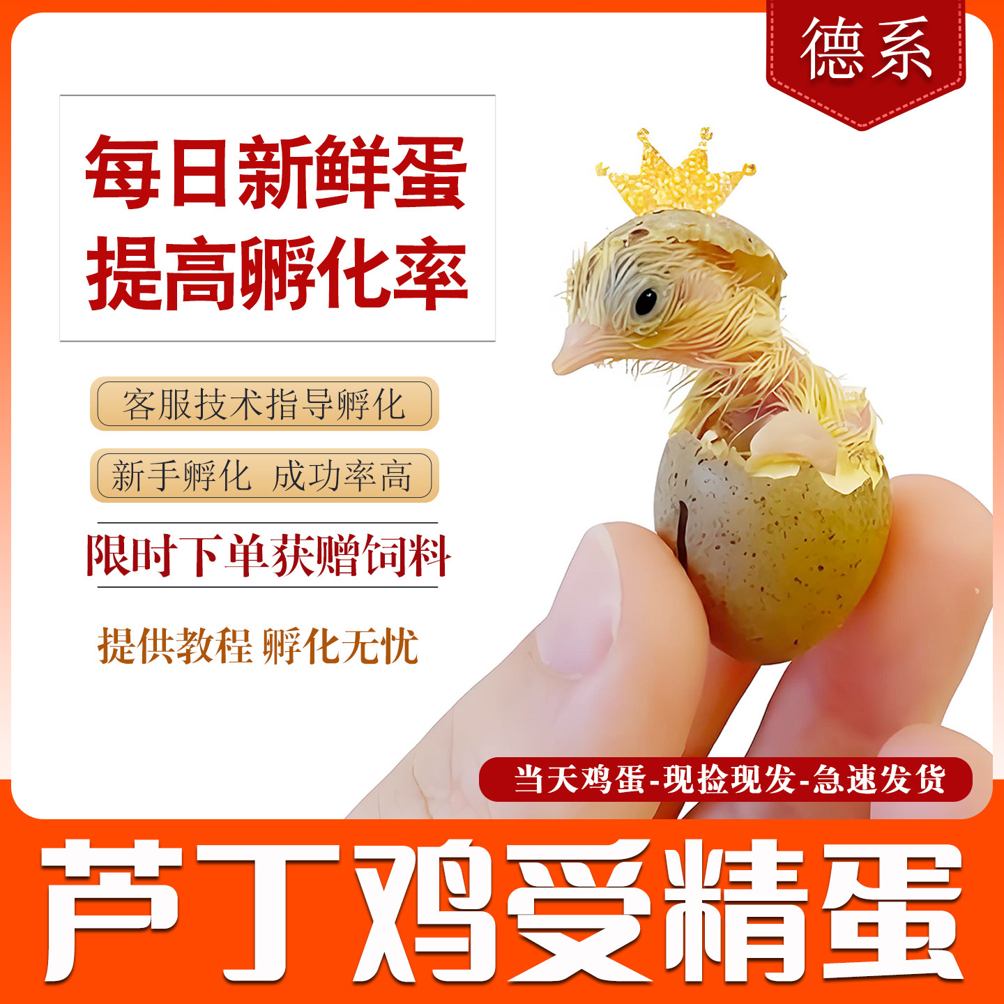 可孵化德系纯白芦丁鸡受精种蛋