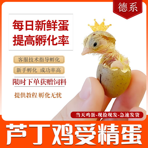 可孵化德系纯白芦丁鸡受精种蛋
