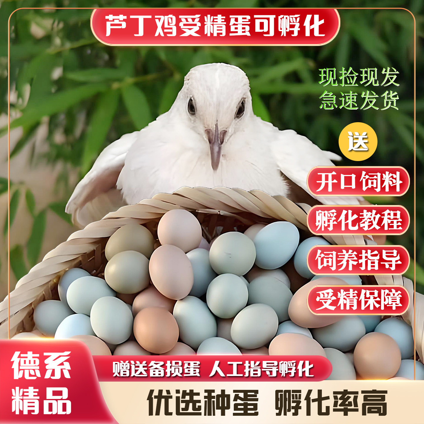 芦丁鸡受精种蛋可孵化现捡现发