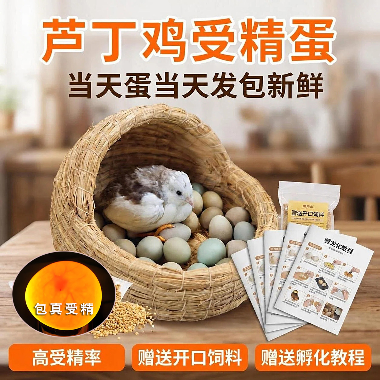 芦丁鸡受精蛋可孵化白色黑白礼服图片
