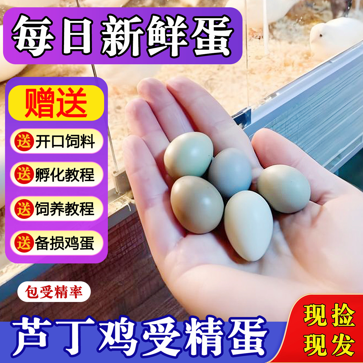 可孵化网红芦丁鸡受精种蛋新鲜宠物鸡迷你鸡蛋德系纯白礼服受精卵