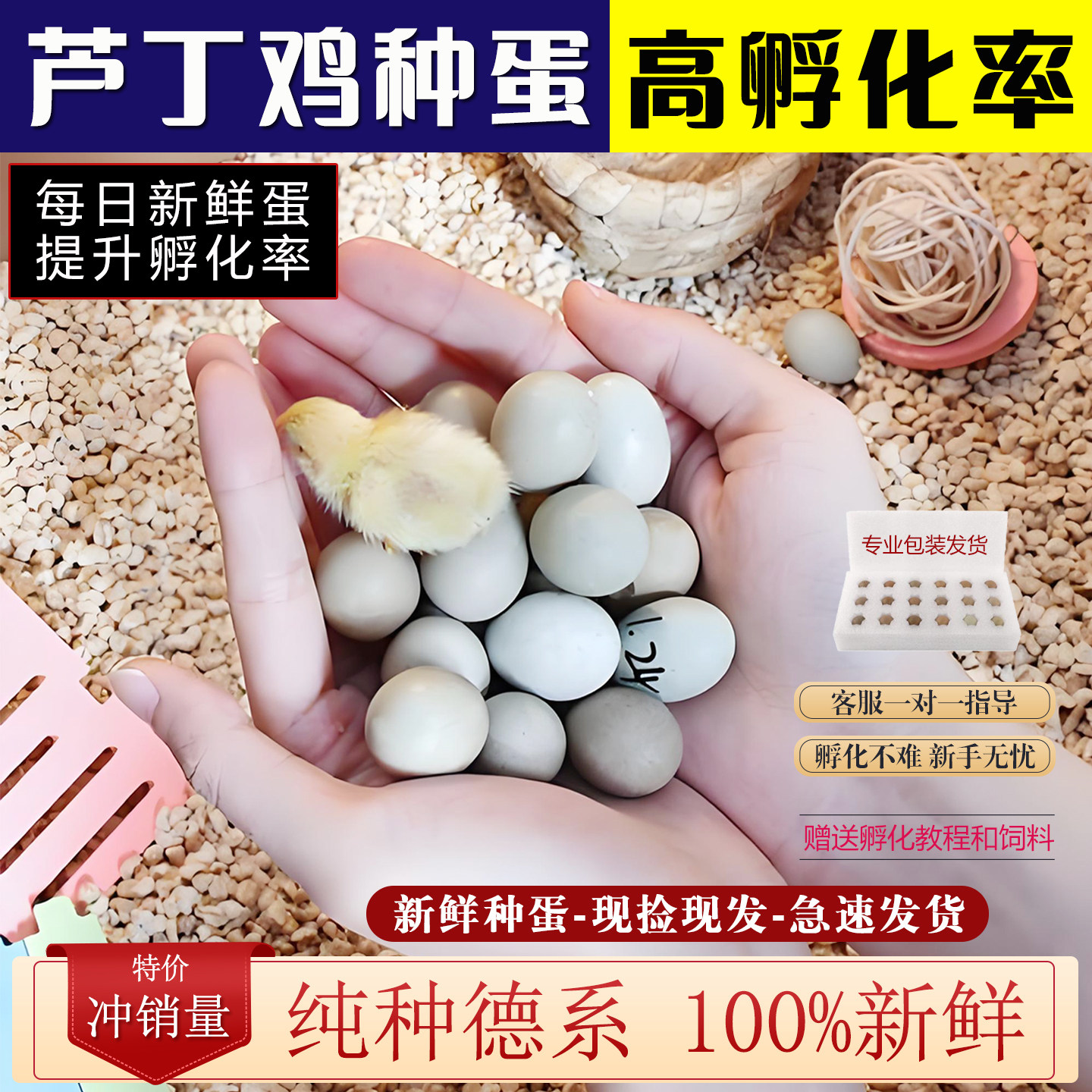 芦丁鸡受精蛋可孵化阳台迷你