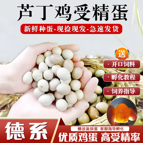 迷你芦丁鸡可孵化受精蛋宠物鸡