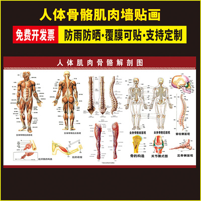 人体骨骼图挂图器官内脏结构图海报脊柱图解肌肉分布解剖图挂画