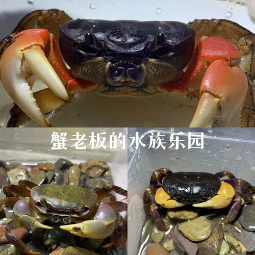 黑白图氏苗圆轴苗地蟹格雷陆方蟹蓝尖肢恶魔蟹HK勾手蟹