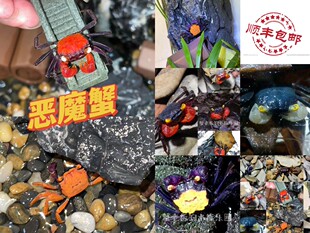 恶魔蟹苏拉威西恶魔蟹观赏蟹吸血鬼宠物蟹溪蟹雨林缸饲养桌宠易养