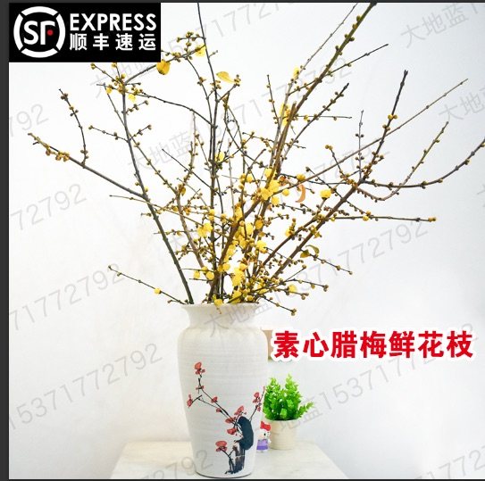 切枝花卉有哪些,50种常见的切枝植物,切枝植物有哪些(第20页)_大山谷图库