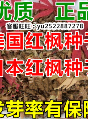 正宗红枫树包发芽秋火焰种子籽