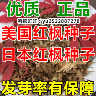 正宗红枫种子籽美国红枫种子日本红枫树种子包发芽绿化秋火焰种籽