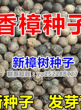 庭院香樟种子不开花绿化占地春季