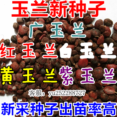 红玉兰新采绿化苗木种子籽