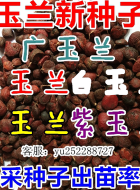 红玉兰新采绿化苗木种子籽