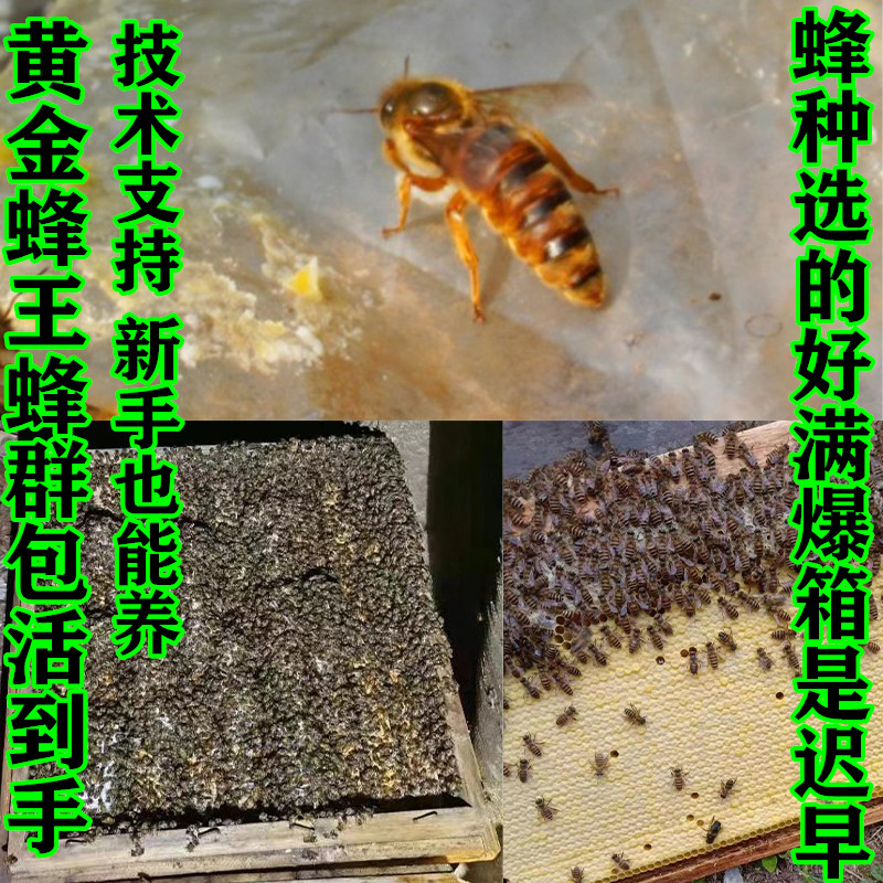 优质中蜂蜂群测试推荐