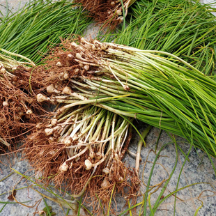 野荞仔 【野菜】野葱 小根蒜 现挖发货 不清洗 介意勿拍