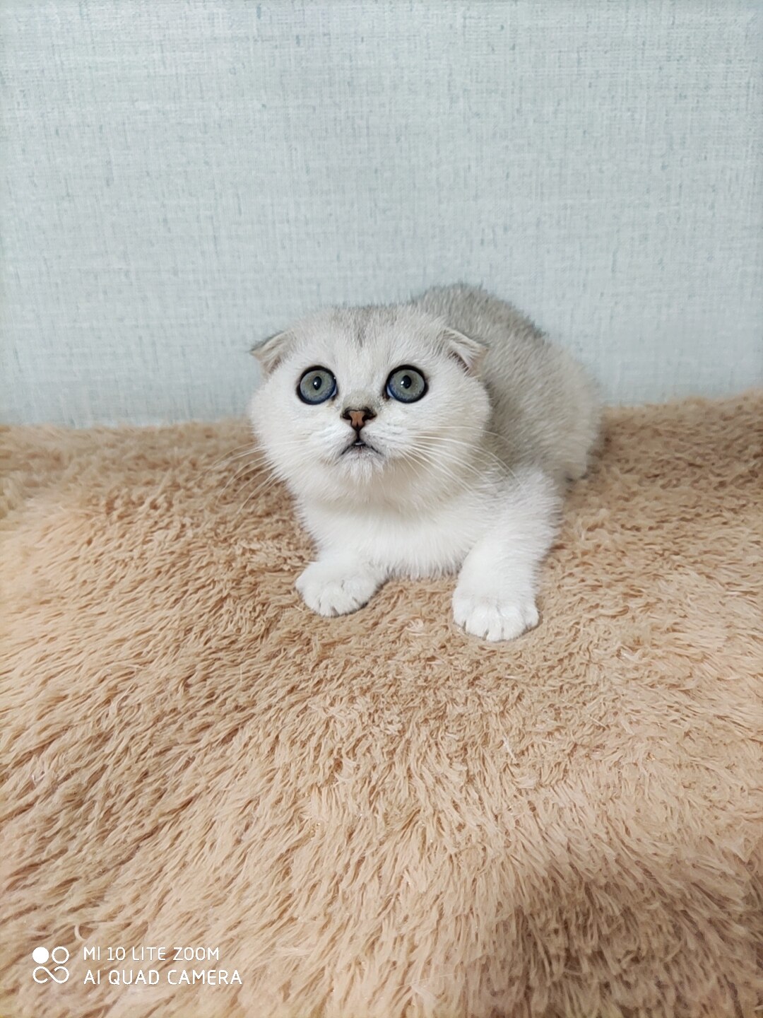 银渐层英短英国短毛猫纯血统咪英短北京猫舍可爱折耳猫可爱幼猫