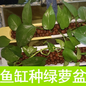 鱼缸水族箱专用种植盒水培植物长方形定植篮盆养花种花绿萝铜钱草