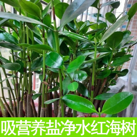 海榄红树苗秋茄水培植物过滤净化
