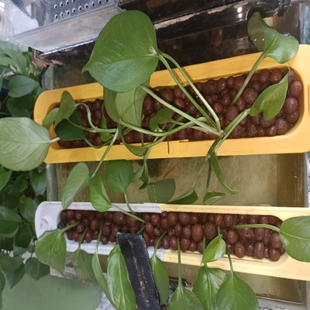 鱼缸花盆水族箱种植盒定植篮盒盆养花种花绿萝水培白薯红薯甘薯花