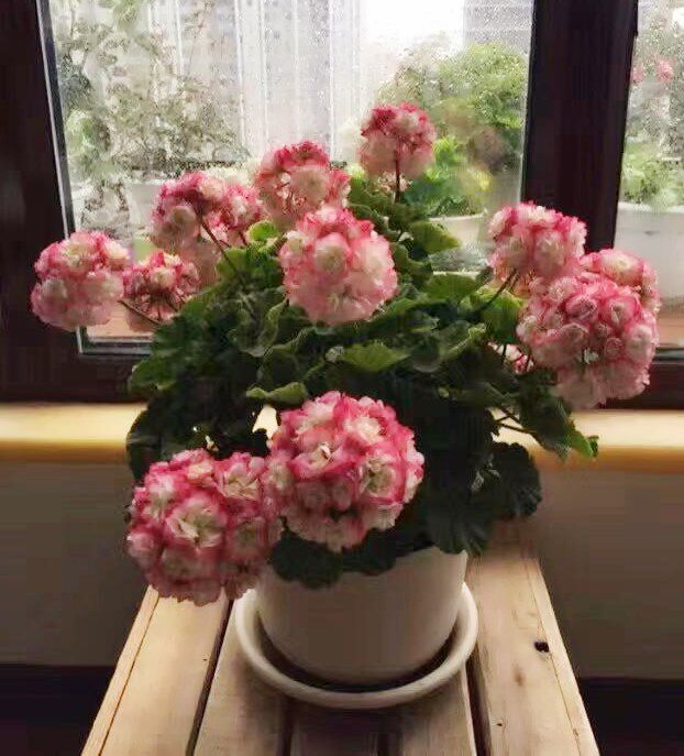 重瓣直立天竺葵花苗日本碗日碗玫瑰花型盆栽花卉丁丁花园