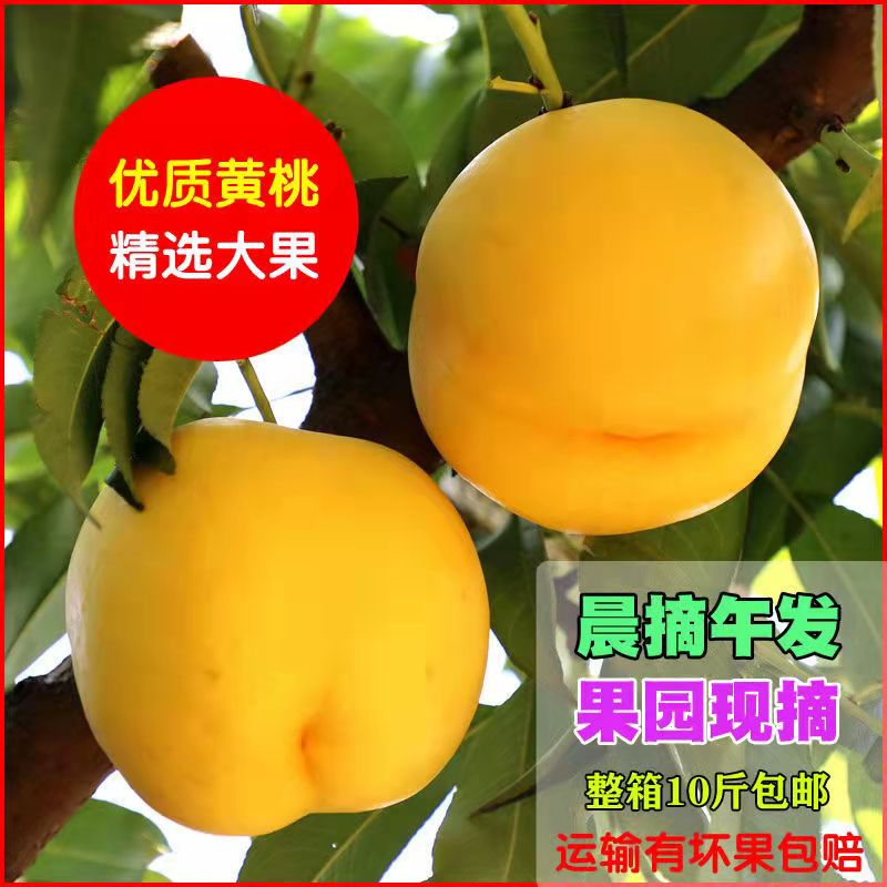 陕西当季黄桃果园现摘现发个大脆桃