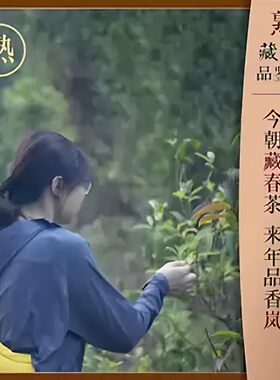 熟茶  试饮装链接 ！试喝茶样不送茶具！具体款式请见商品详情