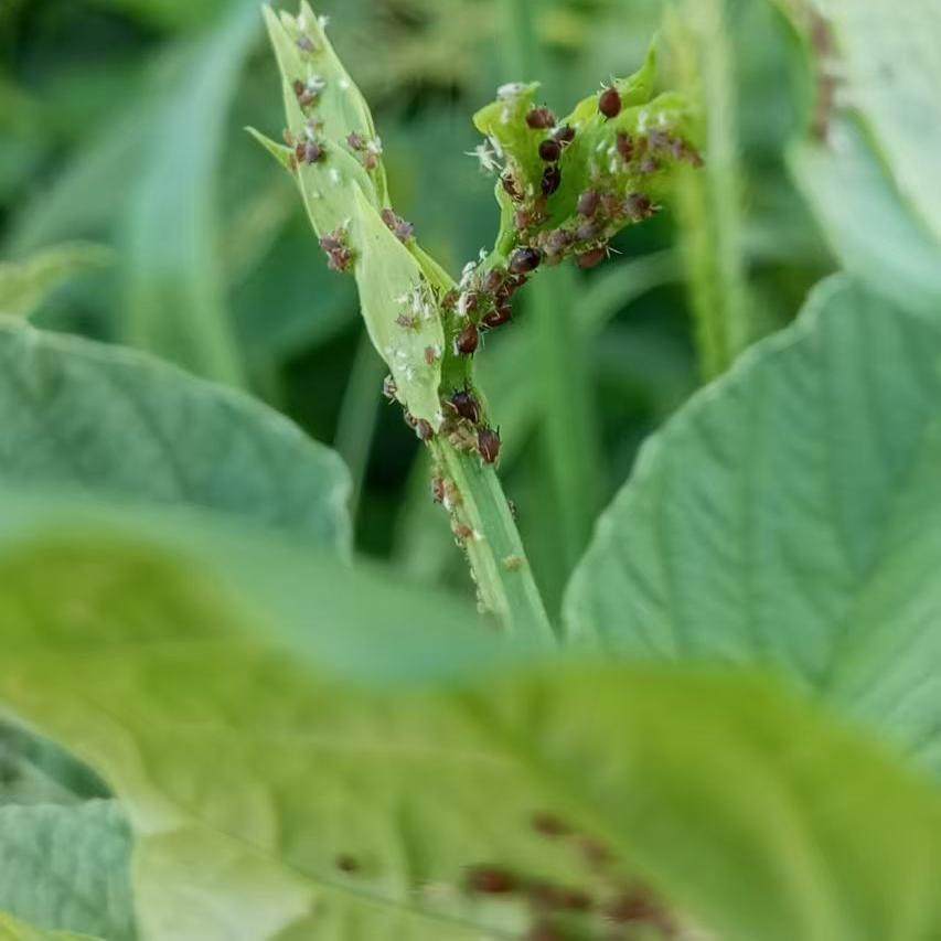 现抓蚜虫活体萝卜菜蚜麦蚜玉米蚜蚕豌豆蚜棉蚜槐蚜腻虫科普害虫