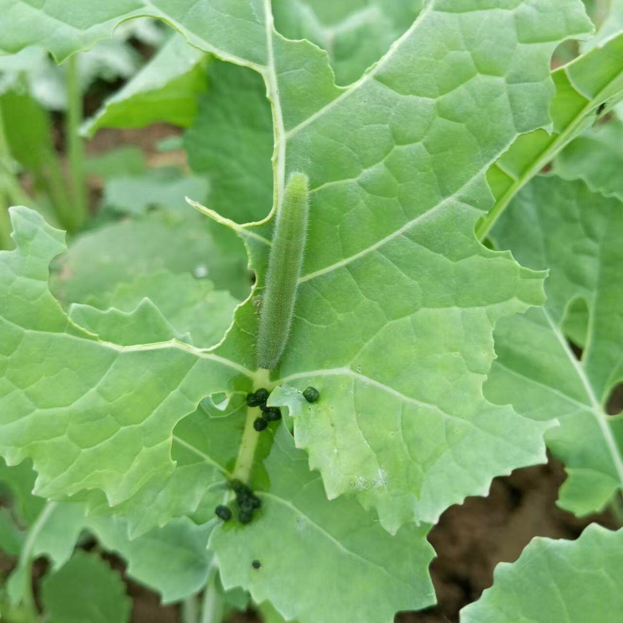 鲜活菜青虫菜粉蝶幼虫活体蝴蝶幼虫小青虫农业昆虫生物观察宠物