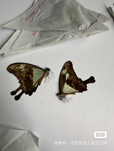 蝴蝶标本未展翅练手制作福翠凤蝶Papilio phorcas congoanus