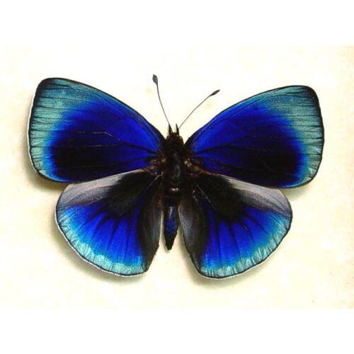 蝴蝶标本未展翅红腋星蛱蝶asterope leprieuri philotima