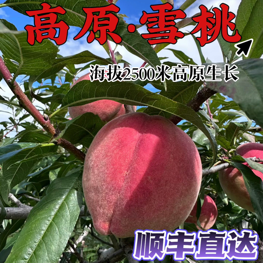 大凉山雪桃脆甜多汁高原雪桃秋冬桃当天现摘现发应季鲜桃顺丰上门