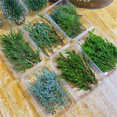 圣诞装 饰松真松新鲜绿松松枝松叶松针鲜切diy材料包手工料理点缀