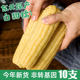 东北甜糯玉米棒200gx10根白粘玉米苞米基地自种玉米非转基因真空